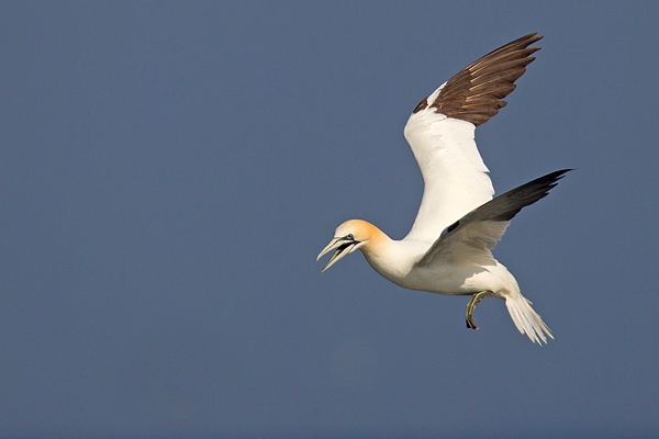 Gannet hovering. May.'16.