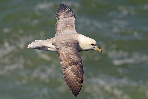 Fulmar over sea. May.'16.