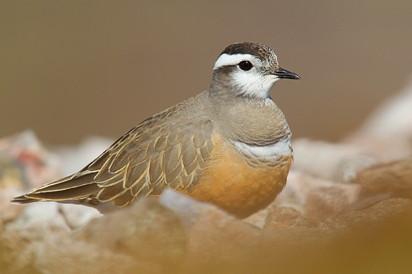 Dotterel 2. May.'16.