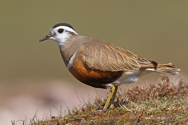 Dotterel. May.'16.