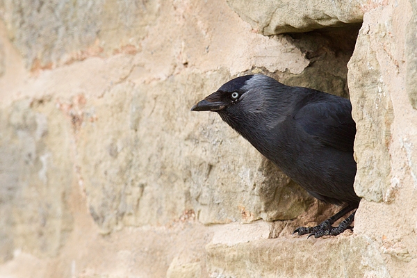 Jackdaw at nest site 3. May.'16.
