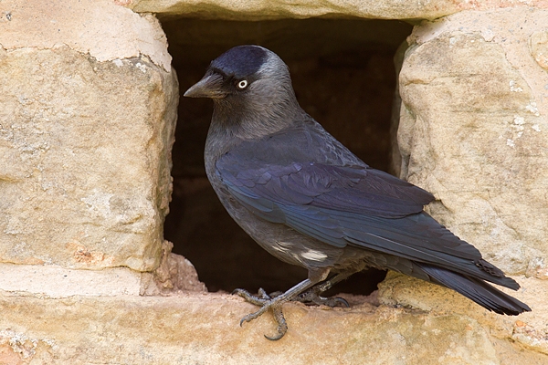 Jackdaw at nest site 2. May.'16.
