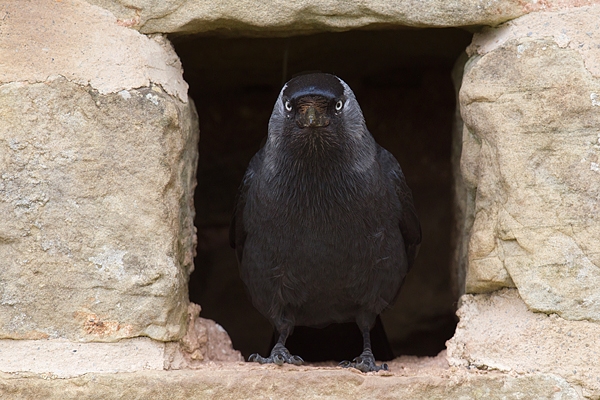 Jackdaw at nest site. May.'16.