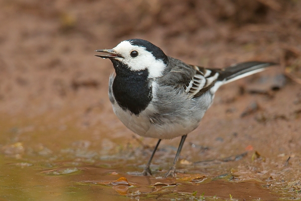 Pied Wagtail at muddy pool. May.'16.