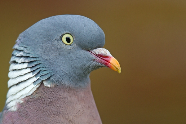 Woodpigeon Portrait. May.'16.