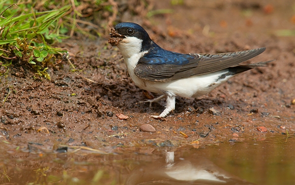 House Martin collecting mud. May.'16.
