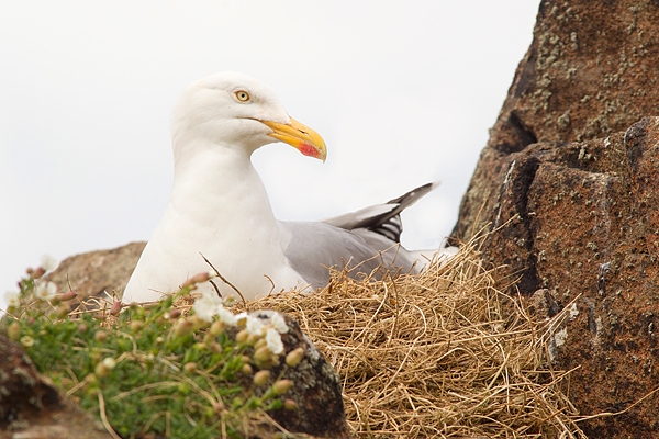 Nesting Herring Gull. May.'16.