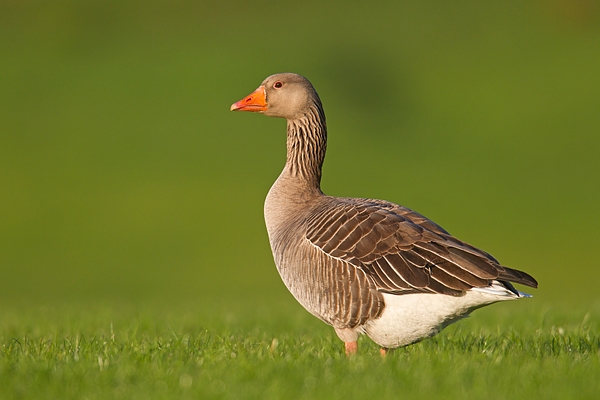 Greylag Goose. May.'16.