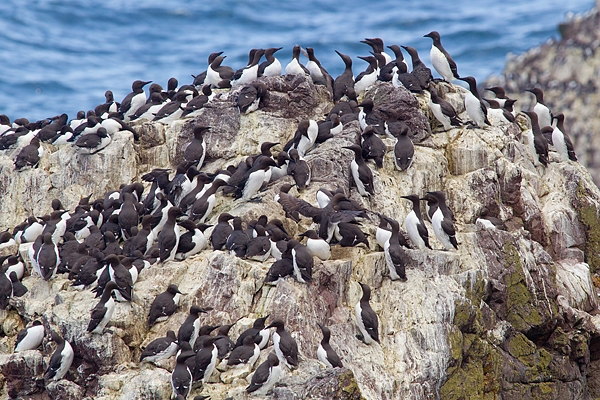 Nesting Guillemots 2. May.'16.