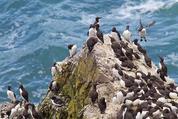 Nesting Guillemots. May.'16.