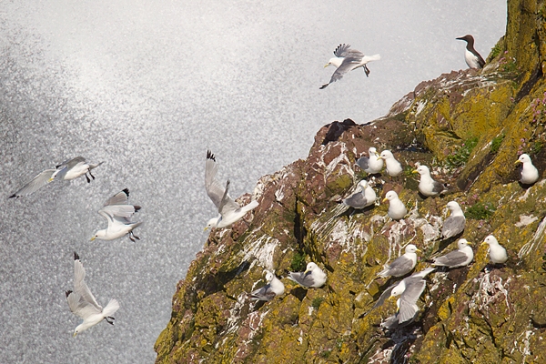 Kittiwake spray. June '16.