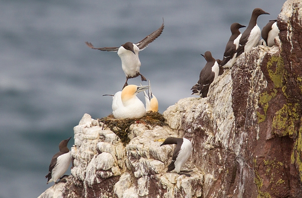 Guillemot close encounter. June '16.