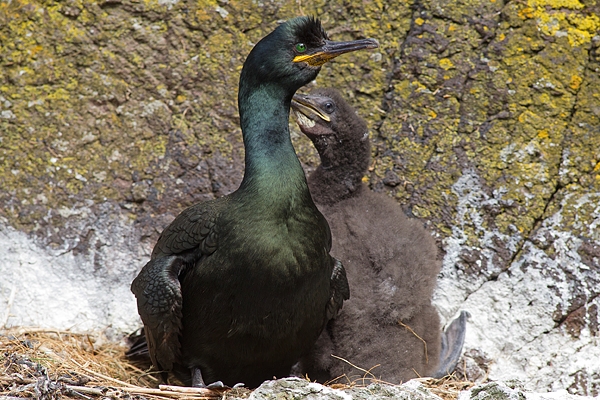 Shag and youngster on nest. June '16.