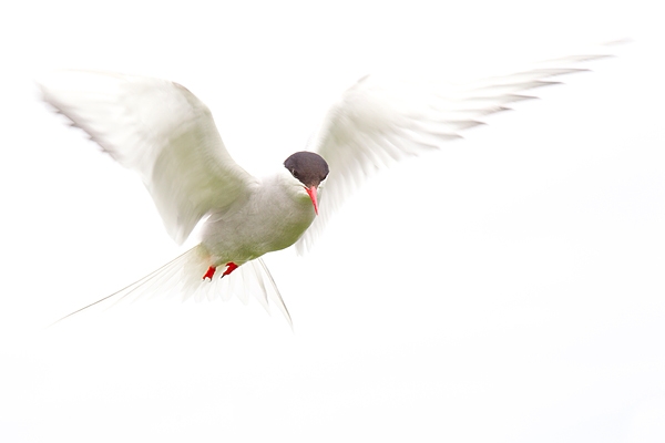 Arctic Tern. June '16.