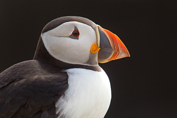 Backlit Puffin. June '16.