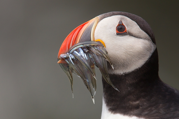 Puffin with sand eels portrait 2. June '16.