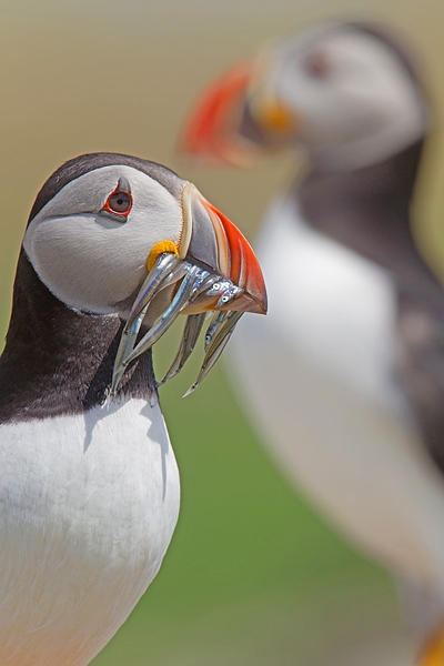 2 Puffins. June '16.