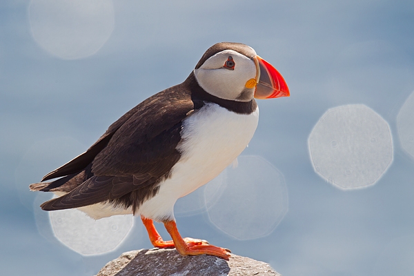 Puffin highlights. June '16.