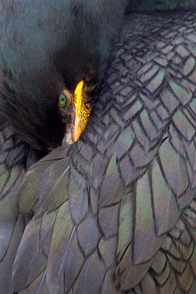 Resting Shag Portrait. June '16.
