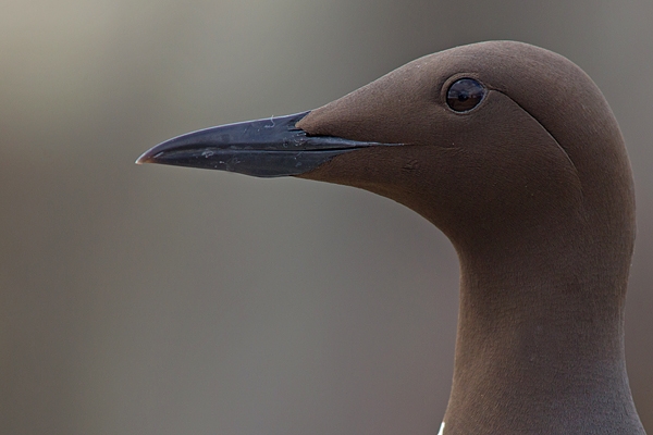 Guillemot Portrait. June ''16.