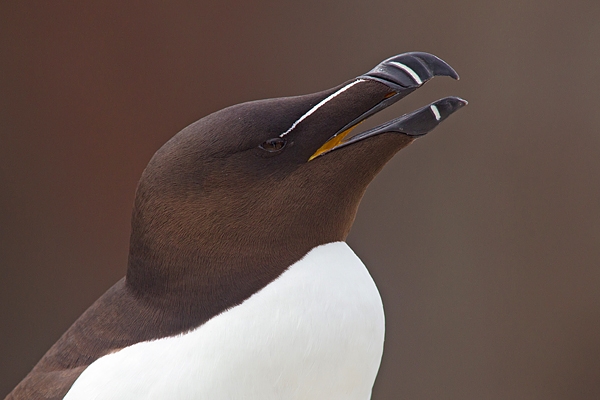 Razorbill Portrait. June '16.
