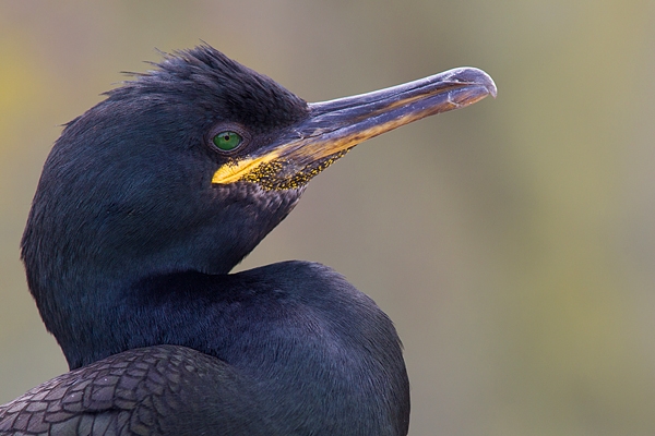 Shag Portrait. June '16.