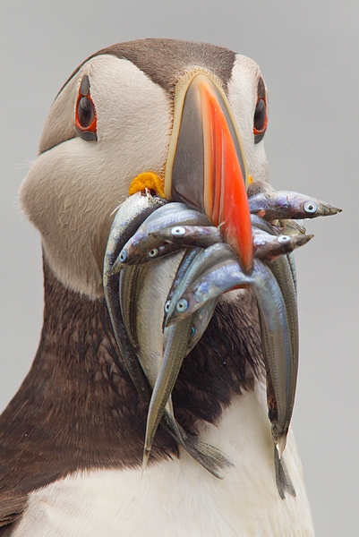 Puffin with sand eels facing 2. June '16.