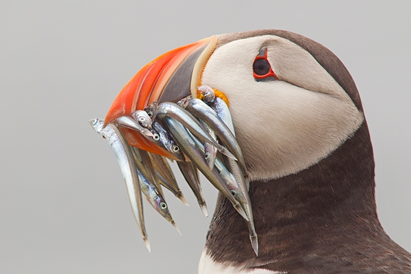Puffin with sand eels portrait 3. June '16.