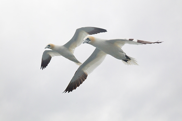 2 Gannets. July. '16.