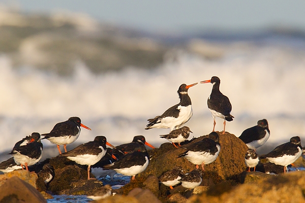 Oystercatchers and Turnstones. Oct. '16.