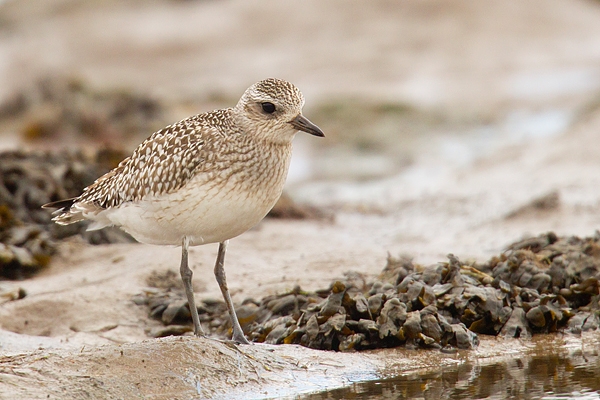 Grey Plover 2. Oct. '16.