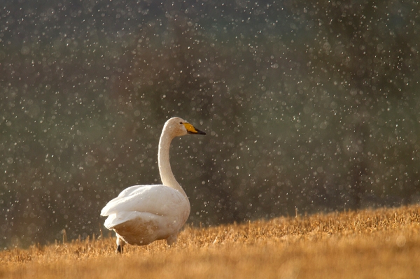 Whooper Swan in backlit rain. Nov. '16.