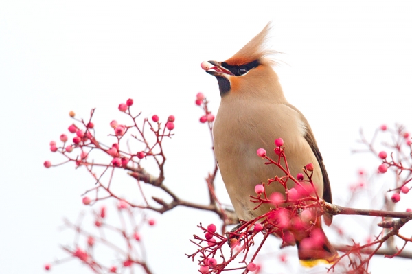 Waxwing on rowan 3. Jan. '17.