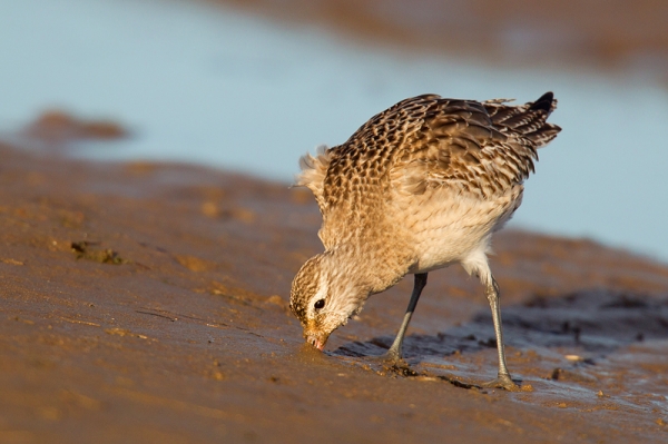Bar tailed Godwit probing. Jan. '17.