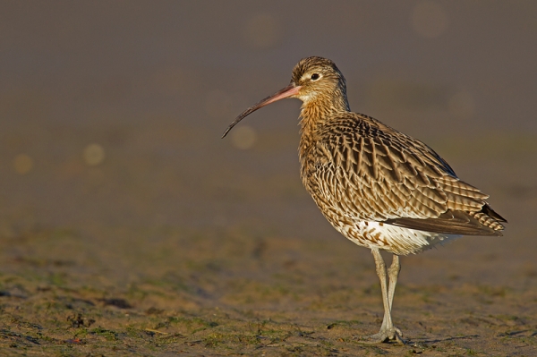 Curlew on mud. Jan. '17.