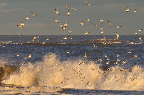 Gulls and Waves 4. Jan. '17.