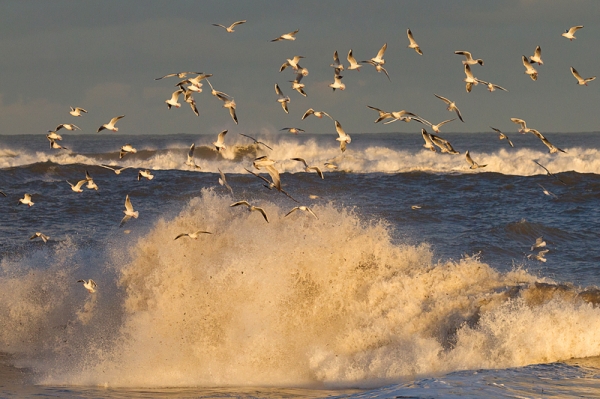 Gulls and Waves 3. Jan. '17.