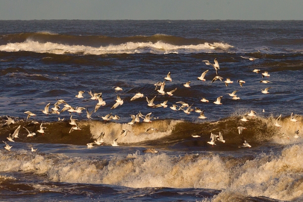 Gulls and Waves 2. Jan. '17.