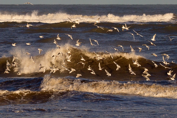 Gulls and Waves 1. Jan. '17.