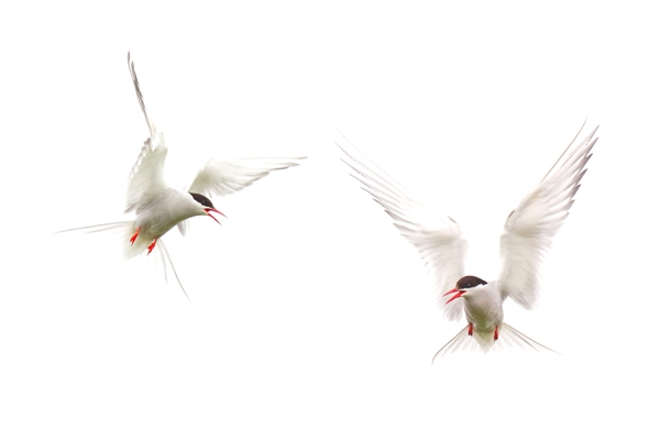 2 Arctic Terns, June '16.