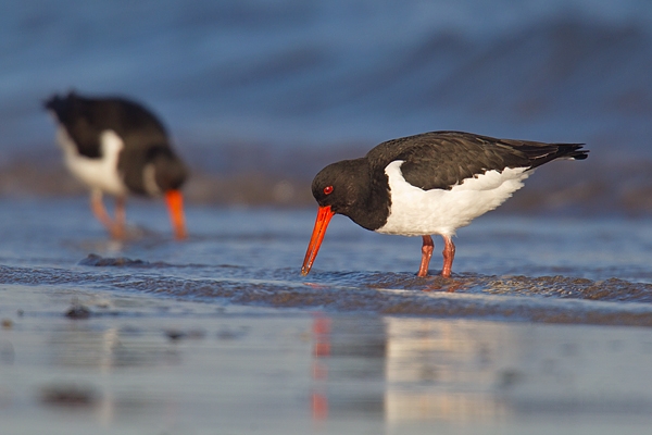 2 Oystercatchers feeding. Jan '17.