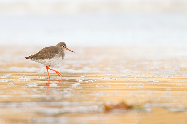 Golden Redshank. Feb '17.