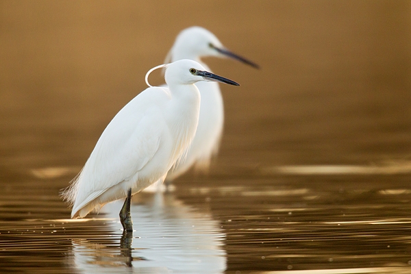 2 Little Egrets. Mar '17.