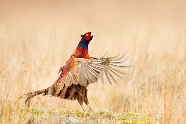 Cock Pheasant displaying in grasses. Mar '17.