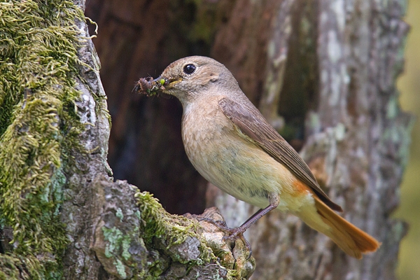 Redstart f with food at nest 1. June '18.