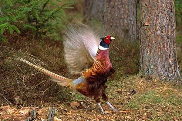 Cock Pheasant,displaying.