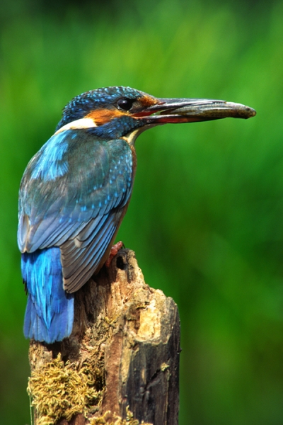 Kingfisher with fish.