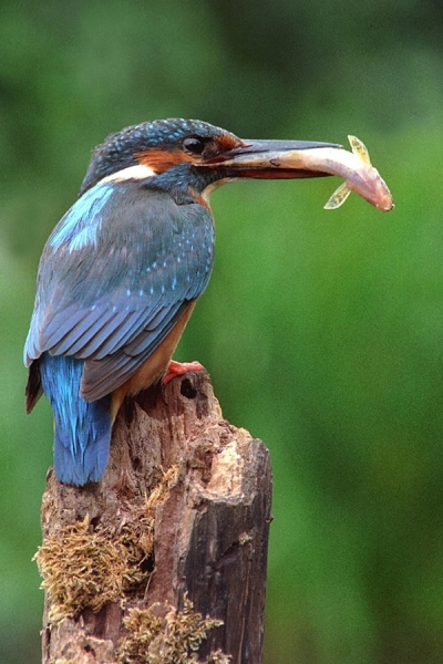 Kingfisher,f with fish.
