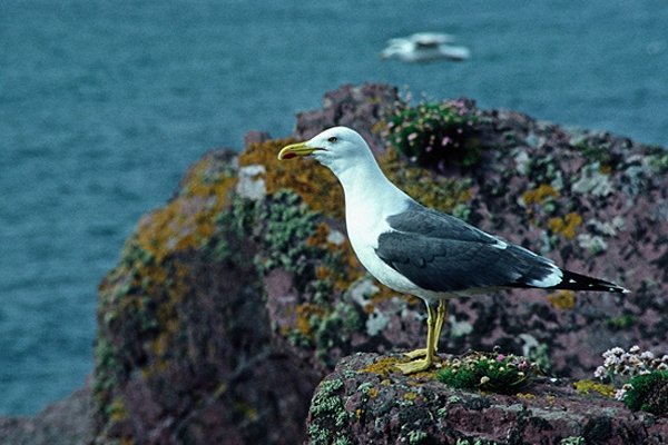 Lesser Black Backed Gull.