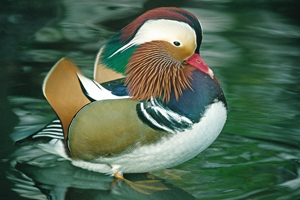 Mandarin,drake.